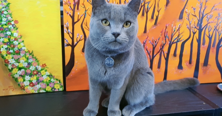 라미컨벤션웨딩홀의 가족 라미를 소개합니다.2 260407