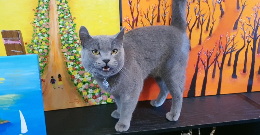 라미컨벤션웨딩홀의 가족 라미를 소개합니다.5 260407